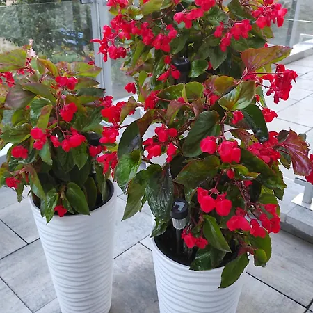 Mazurska Dama Luxury